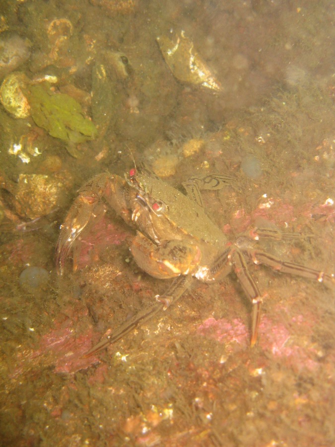 Dive Photos/2009-06 Loch Long/img_0540.jpg